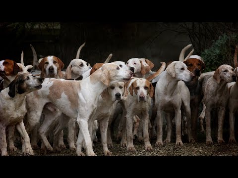 Video: 18 Kočky, které jsou celkem Bros