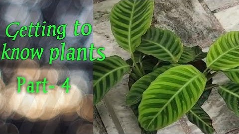 Getting to know plants NCERT class 6 Science - Leaf