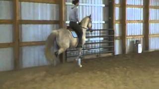 Gray Thoroughbred Gelding Looking For New Home