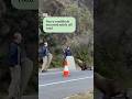 Wild seal causes traffic delays along Victorian road | ABC NEWS
