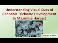 Understanding visual cues of cannabis trichome development to maximize harvest