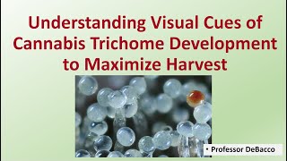 Understanding Visual Cues of Cannabis Trichome Development to Maximize Harvest