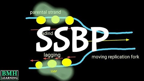 Single Stranded Binding Protein | SSBP | Role Of SSBP Protein In DNA Replication |