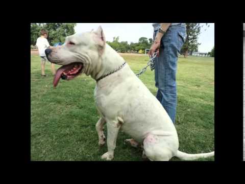 Top 10 Guard Dogs In The World 2015