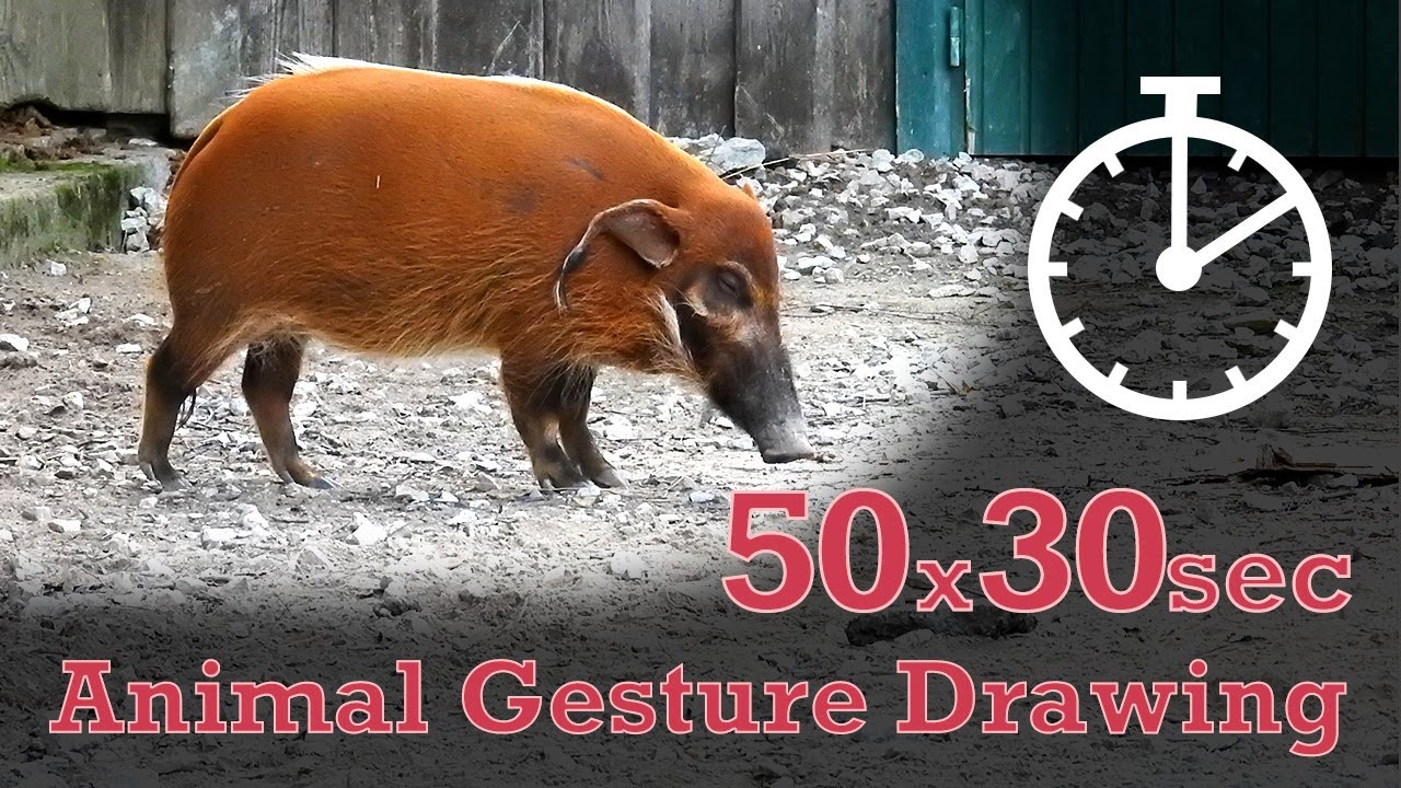 Animal Drawing References #232 - 50x30sec poses - Red River Hog