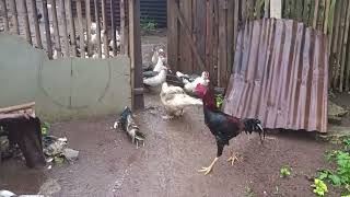 Ducks and Chickens Play Near Their Coop After Rain to Await Feeding