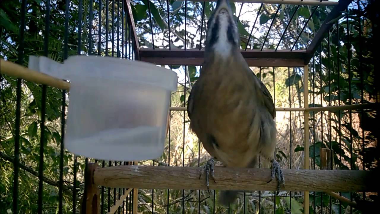 Canto De Chuva De Trinca Ferro Trinca Ferro Enfemando No Mato Esquente Seu Trinca Em Hd Youtube