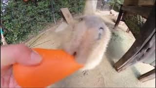 big asian man feeds capybara carrot