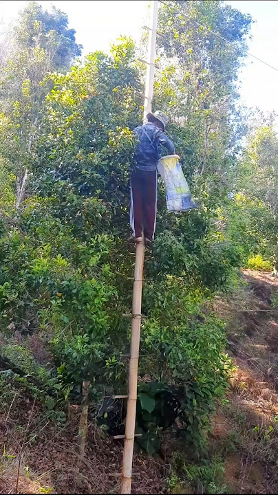 Cara panen cengkeh persiapan awal #shorts #petanisukses #cengkeh  #vlog