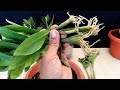 How to propagate a zz plant very easy  zanzibar gem