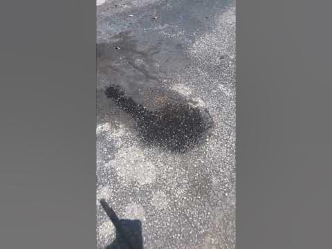Remove oil stain from asphalt - YouTube