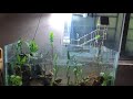 How to make bamboo stick house of aquarium (fish tank)