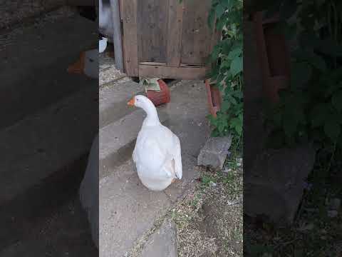 Банни красотка #winterbirds #goose #birds #winter #rabbit #funny #animals