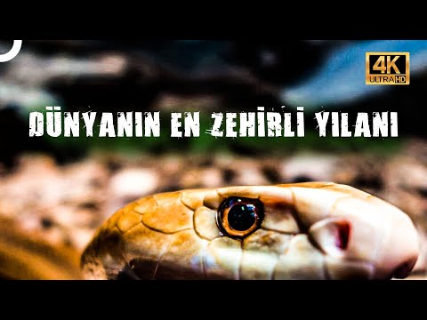 DÜNYANIN EN TEHLİKELİ YILANI: TAIPAN YILANI  | 4K HAYVAN BELGESELİ