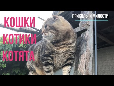 Кошки котики котята / Лиза Упс 1#8