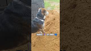 Send this to someone you..๐๐ #dogshorts #shorts #fyp #puppy #dog #cutepuppy #cutedog #prank Send this to someone you..๐๐ #dogshorts #shorts #fyp #puppy #dog #cutepuppy #cutedog #prank