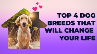 4 Dog Breed's that will CHANGE your Life forever