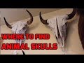 Where to Find Animal Skulls Locally for Skull Carving for Free!