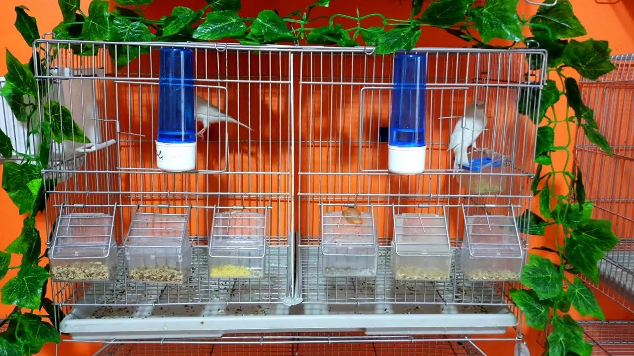 سبب تشاجر أنثى الكناري مع الذكر 🤔