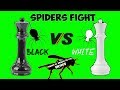 ARAÑA BLANCA VS ARAÑA NEGRA