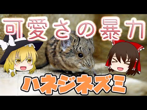 ゆっくり解説 可愛くてキュン死 ハネジネズミ へんないきもの 13 Youtube