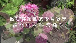 花期中的熱帶綉球花要怎麼修剪?【修剪系列#4】