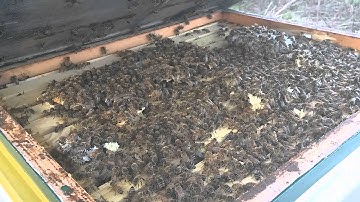 NWNJBA Video Short Strong Polystyrene Hive Spring 2016