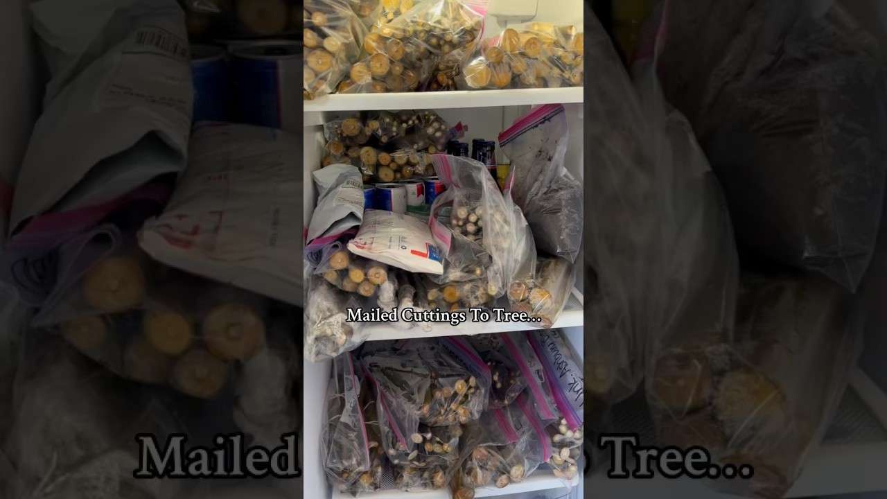 Mail-Order to Lush Garden: Mastering Plant Cuttings!