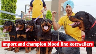 Rottweiler dogs || champion and import blood line Rottweilers