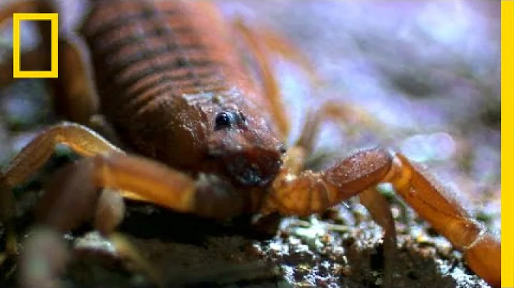 World's Deadliest Scorpion | National Geographic - DayDayNews