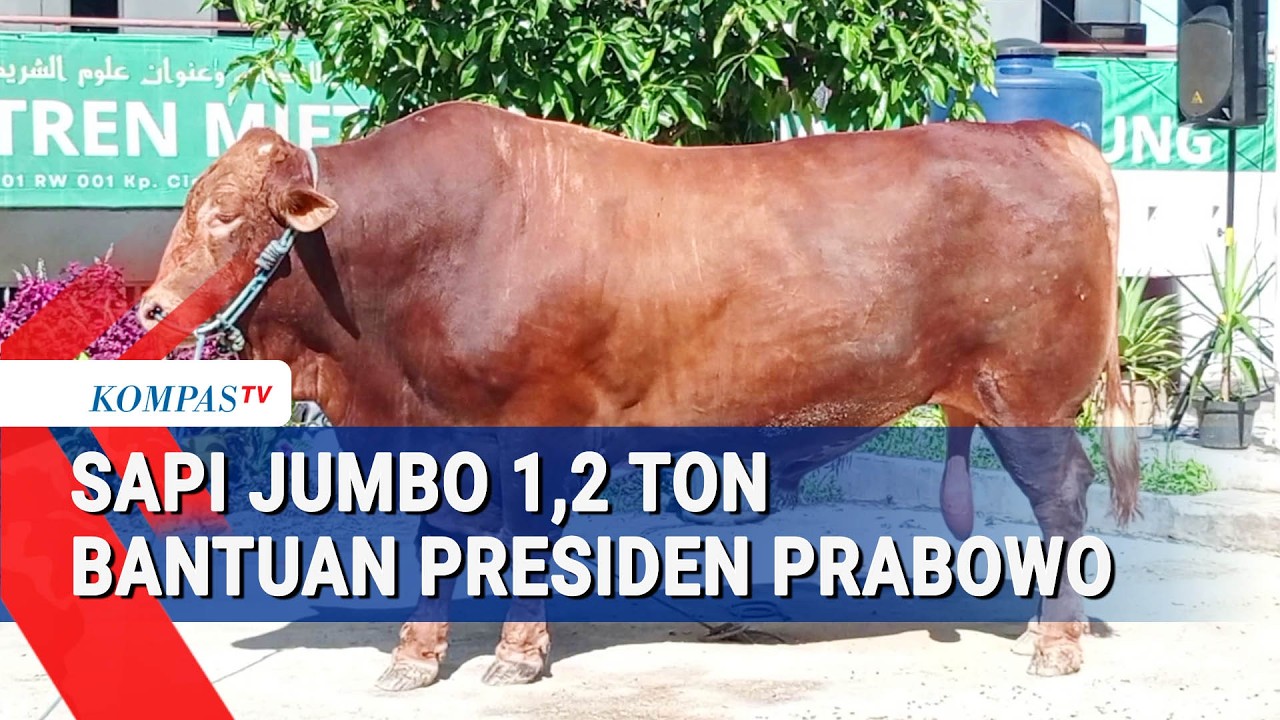 Sapi Jnp Sapi Jumbo 1,2 Ton Bantuan Presiden Disembelih di Sukabumi - YouTube
