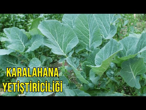 Video: Deadon Lahana Çeşitleri – Deadon Lahana Yetiştiriciliği Hakkında Bilgi Edinin