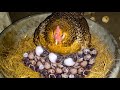 Hen Harvesting Eggs to Quail Chicks | Hen Hatching Quail Eggs By Chicken