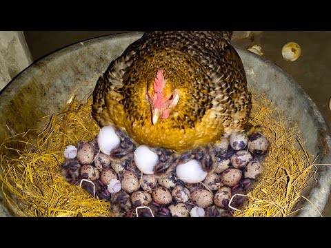 Hen Harvesting Eggs to Quail Chicks | Hen Hatching Quail Eggs By Chicken Mama