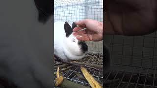 Ля демарш от Лукерьи  #rabbit #bunny #кролики