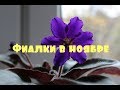 ❀Что цветет в ноябре❀ Фиалки и другие растения❀