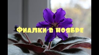 ❀Что цветет в ноябре❀ Фиалки и другие растения❀