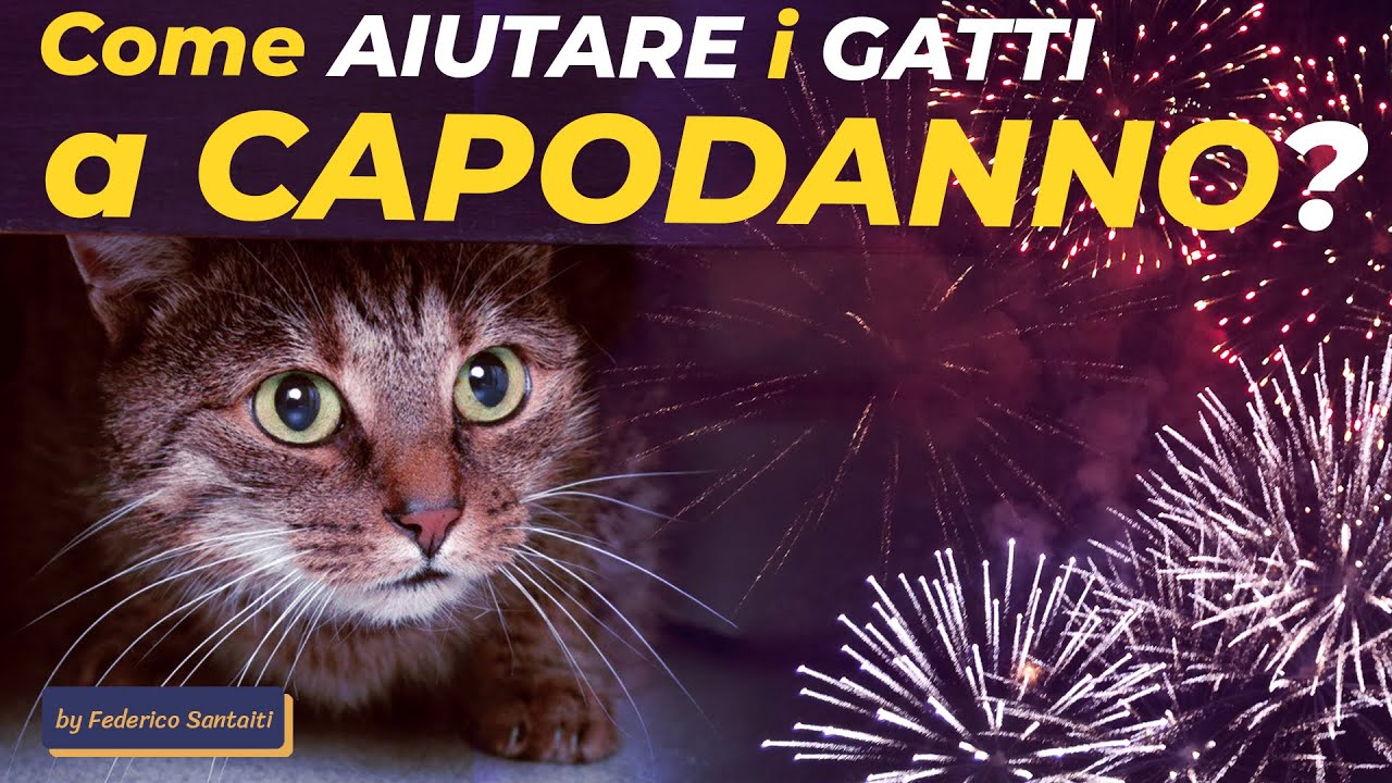 Come aiutare i GATTI a CAPODANNO?🐱
