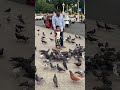 A day in the life of young boy racing pigeons kingofpigeon pigeonmania pigeonofpeace