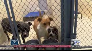 Odessa Animal Control forced to consider euthanization