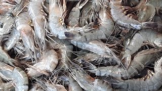 Thai Street Food - GOLIATH GROUPER FISH Cutting Skills Bangkok Seafood Thailand