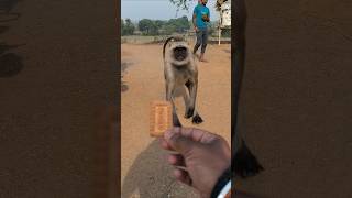 Hanuman Ji Ko Biscuit Khilate Hue 🐒 | Cute Langur Feeding Video | Bajrangbali Bhakt Moment