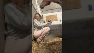 Startled Horse Unintentionally Bumps Owner’s Head