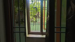 Giving food to pregnant Monkey | Help people help animals | Animal lover