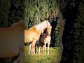 A Mother†S Stillness рџђЋрџ ‍🍼✨ A Mother†S Stillness рџђЋрџ ‍🍼✨