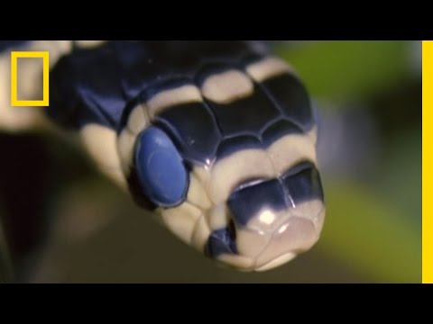 King Cobra Devours Water Snake