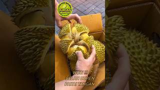 BELAH DURIAN #belahduren #durian #durianjempol