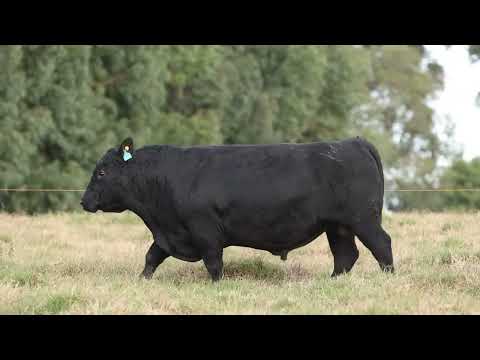 LOTE 21   TE873 FANTOCHE ANGUS DA LIMEIRA
