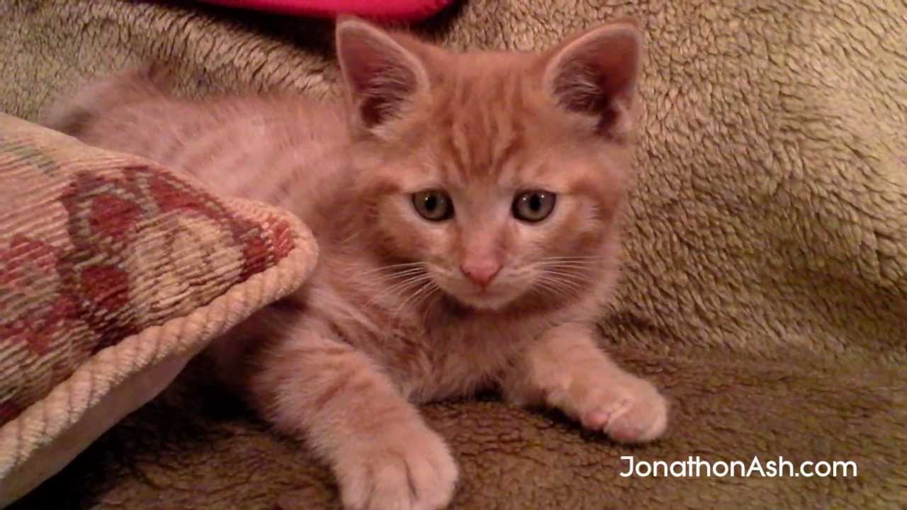 Kitten Sad 