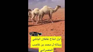 اول انتاج غفلان الباتلي